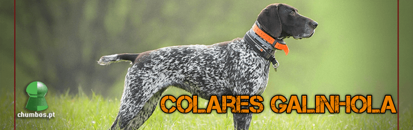 Coleiras galinhola