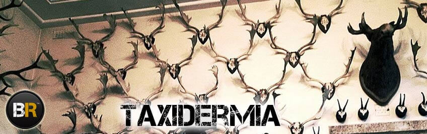 Taxidermia