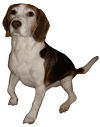 cães