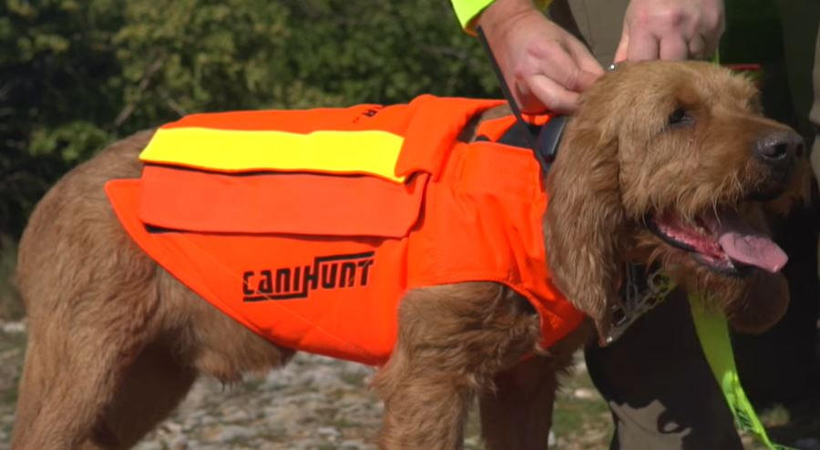 Chaleco Protect Dog Armor V2