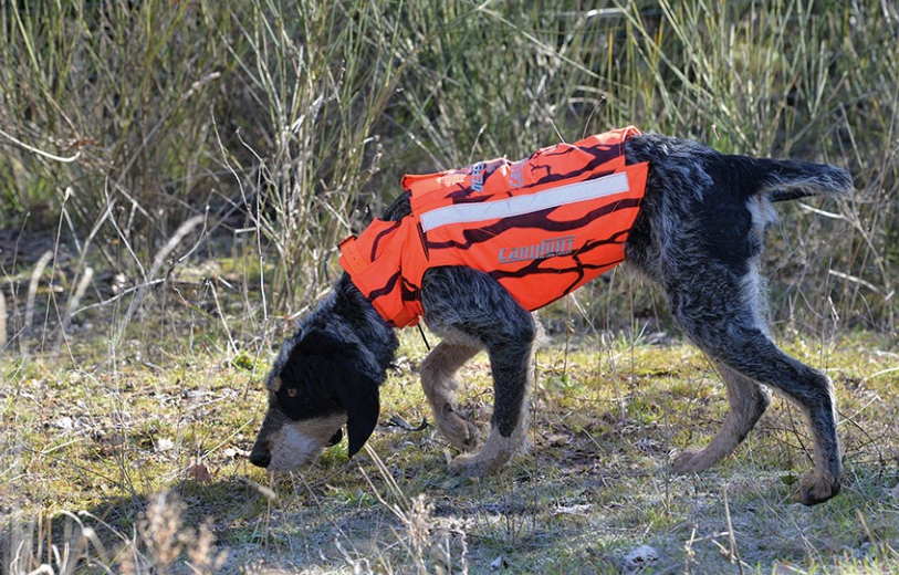 Chaleco proteccion perro de caza Canihunt